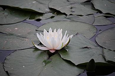 《维纳斯璀璨假期：死或生沙滩排球》第四位女主PV